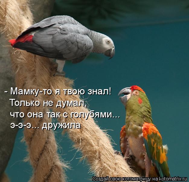 - Мамку-то я твою знал! Только не думал, что она так с голубями... э-э-э... дружила... Котоматрица: - Мамку-то я твою знал! Только не думал, что она так с голубями... э-э-э... дружила