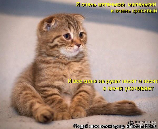 Я очень мягенький, маленький и очень красивый И все меня на руках носят и носят, а меня укачивает... Котоматрица: Я очень мягенький, маленький и очень красивый И все меня на руках носят и носят, а меня укачивает