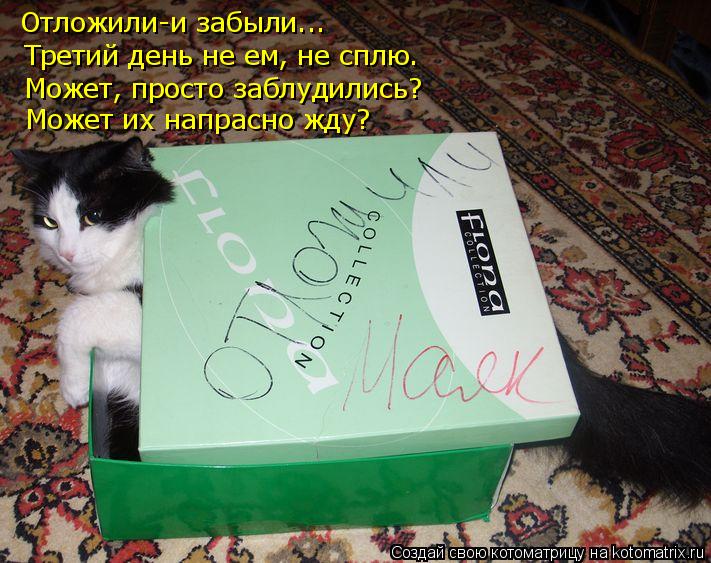 Отложили-и забыли... Третий день не ем, не сплю. Может, просто заблудились? Может их напрасно жду?... Котоматрица: Отложили-и забыли... Третий день не ем, не сплю. Может, просто заблудились? Может их напрасно жду?