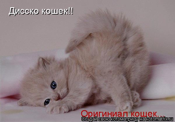 Дисско кошек!! Оригиниал кошек...... Котоматрица: Дисско кошек!! Оригиниал кошек...