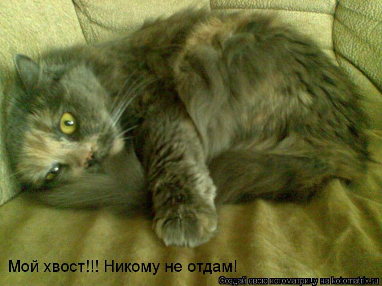 Мой хвост!!! Никому не отдам!... Котоматрица: Мой хвост!!! Никому не отдам!