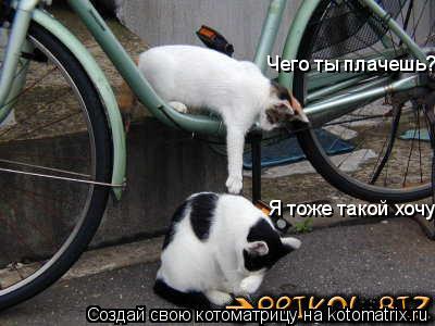Чего ты плачешь? Я тоже такой хочу... Котоматрица: Чего ты плачешь? Я тоже такой хочу