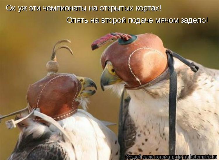 Ох уж эти чемпионаты на открытых кортах! Опять на второй подаче мячом задело!... Котоматрица: Ох уж эти чемпионаты на открытых кортах! Опять на второй подаче мячом задело!