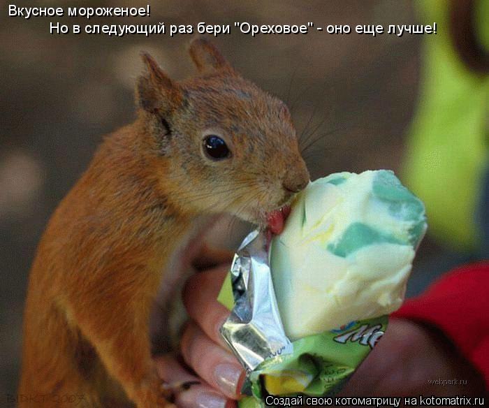 Но в следующий раз бери "Ореховое" - оно еще лучше! Вкусное мороженое!... Котоматрица: Но в следующий раз бери "Ореховое" - оно еще лучше! Вкусное мороженое!