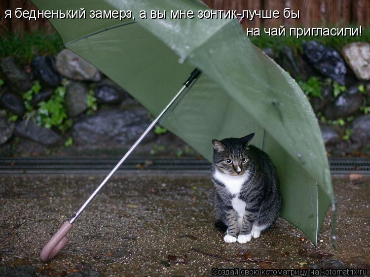я бедненький замерз, а вы мне зонтик-лучше бы я бедненький замерз, а вы мне зонтик-лучше бы на чай пр... Котоматрица: я бедненький замерз, а вы мне зонтик-лучше бы я бедненький замерз, а вы мне зонтик-лучше бы на чай пригласили!