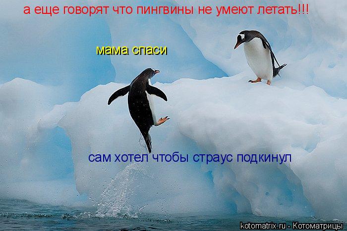а еще говорят что пингвины не умеют летать!!! мама спаси сам хотел чтобы страус подкинул... Котоматрица: а еще говорят что пингвины не умеют летать!!! мама спаси сам хотел чтобы страус подкинул