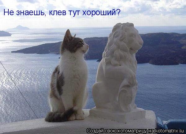 Котоматрица: Не знаешь, клев тут хороший?