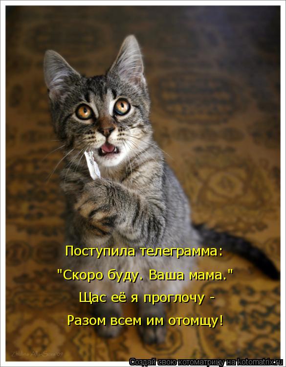 Котоматрица: Поступила телеграмма:  "Скоро буду. Ваша мама." Щас её я проглочу - Разом всем им отомщу!