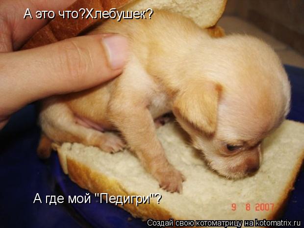 А это что?Хлебушек? А где мой "Педигри"?... Котоматрица: А это что?Хлебушек? А где мой "Педигри"?