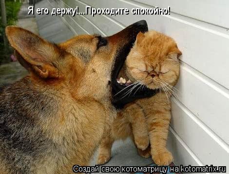 Я его держу!...Проходите спокойно!... Котоматрица: Я его держу!...Проходите спокойно!