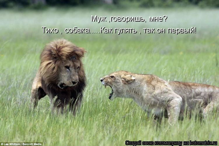 Муж ,говоришь, мне? Тихо , собака.....Как гулять , так он первый!... Котоматрица: Муж ,говоришь, мне? Тихо , собака.....Как гулять , так он первый!