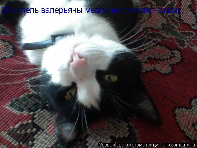 20 капель валерьяны медленно стекают в мозг...... Котоматрица: 20 капель валерьяны медленно стекают в мозг...