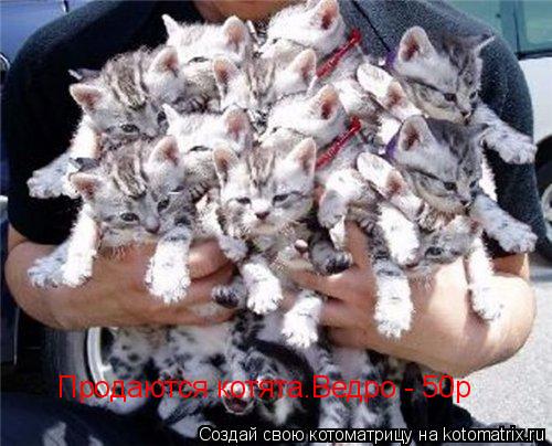 Продаются котята.Ведро - 50р... Котоматрица: Продаются котята.Ведро - 50р
