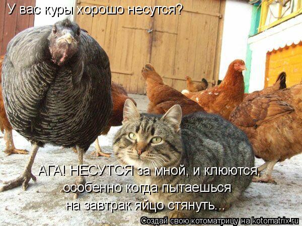 Котоматрица: У вас куры хорошо несутся?  АГА! НЕСУТСЯ за мной, и клюются,  особенно когда пытаешься  на завтрак яйцо стянуть...