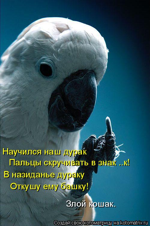 Научился наш дурак Пальцы скручивать в знак ..к! В назиданье дураку Откушу ему башку! Злой кошак.... Котоматрица: Научился наш дурак Пальцы скручивать в знак ..к! В назиданье дураку Откушу ему башку! Злой кошак.