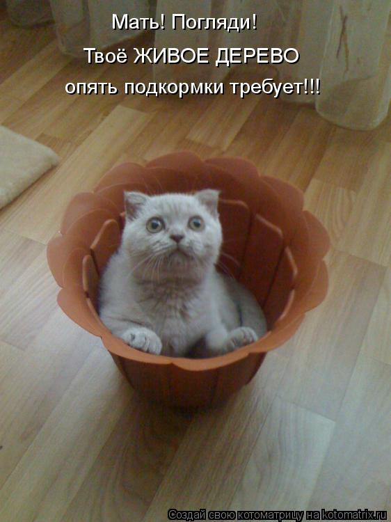 Мать! Погляди! Твоё ЖИВОЕ ДЕРЕВО опять подкормки требует!!!... Котоматрица: Мать! Погляди! Твоё ЖИВОЕ ДЕРЕВО опять подкормки требует!!!
