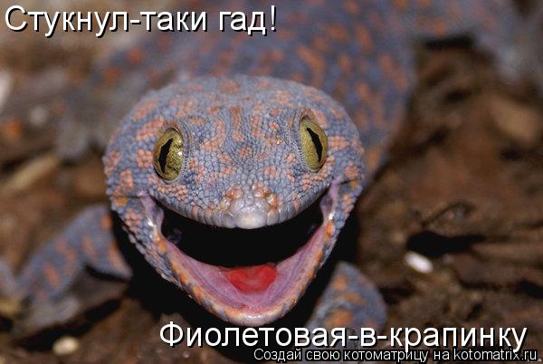 Стукнул-таки гад! Фиолетовая-в-крапинку... Котоматрица: Стукнул-таки гад! Фиолетовая-в-крапинку