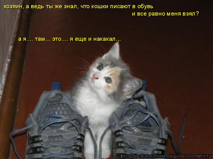 Котоматрица: хозяин, а ведь ты же знал, что кошки писают в обувь  и все равно меня взял? а я.... там... это.... я еще и накакал...