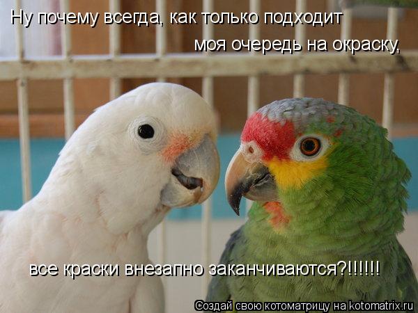 Ну почему всегда, как только подходит моя очередь на окраску, все краски внезапно заканчиваются?!!!!!... Котоматрица: Ну почему всегда, как только подходит моя очередь на окраску, все краски внезапно заканчиваются?!!!!!!