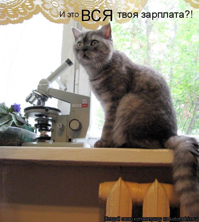 И это ВСЯ твоя зарплата?!... Котоматрица: И это ВСЯ твоя зарплата?!