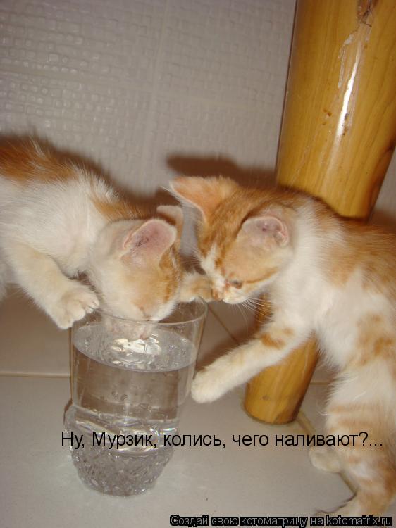 Ну, Мурзик, колись, Ну, Мурзик, колись, чего наливают?...... Котоматрица: Ну, Мурзик, колись, Ну, Мурзик, колись, чего наливают?...