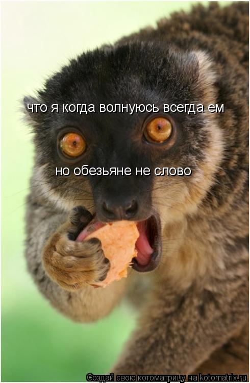 что я когда волнуюсь всегда ем но обезьяне не слово... Котоматрица: что я когда волнуюсь всегда ем но обезьяне не слово
