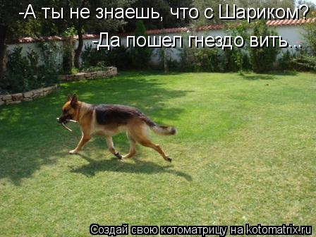 -А ты не знаешь, что с Шариком? -Да пошел гнездо вить...... Котоматрица: -А ты не знаешь, что с Шариком? -Да пошел гнездо вить...