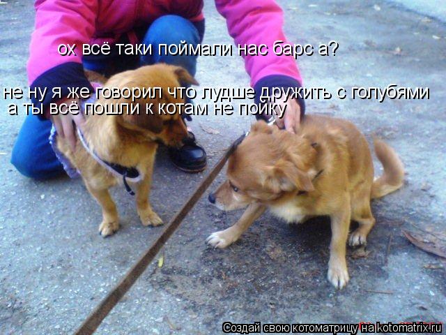 ох всё таки поймали нас барс а? не ну я же говорил что лудше дружить с голубями а ты всё пошли к кота... Котоматрица: ох всё таки поймали нас барс а? не ну я же говорил что лудше дружить с голубями а ты всё пошли к котам не пойку