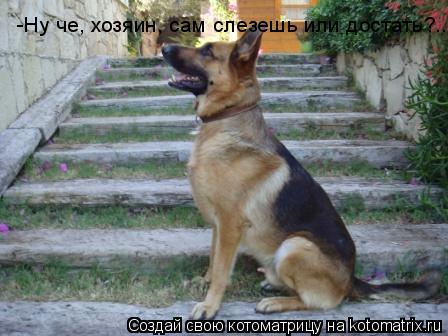 -Ну че, хозяин, сам слезешь или достать?...... Котоматрица: -Ну че, хозяин, сам слезешь или достать?...