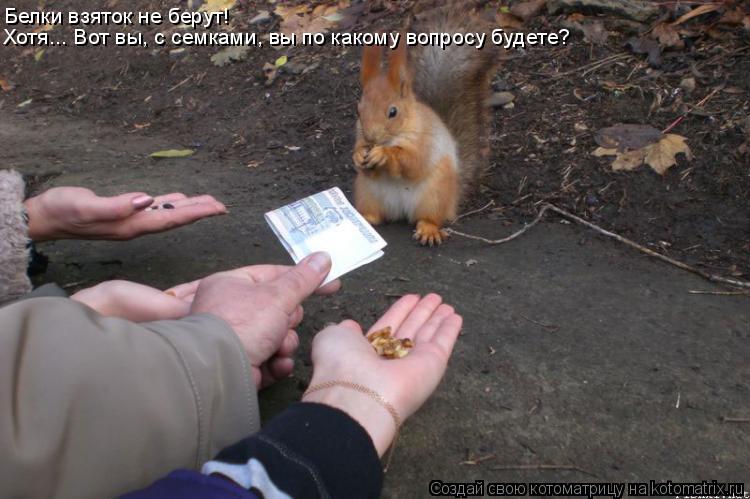 Белки взяток не берут! Хотя... Вот вы, с семками, вы по какому вопросу будете?... Котоматрица: Белки взяток не берут! Хотя... Вот вы, с семками, вы по какому вопросу будете?