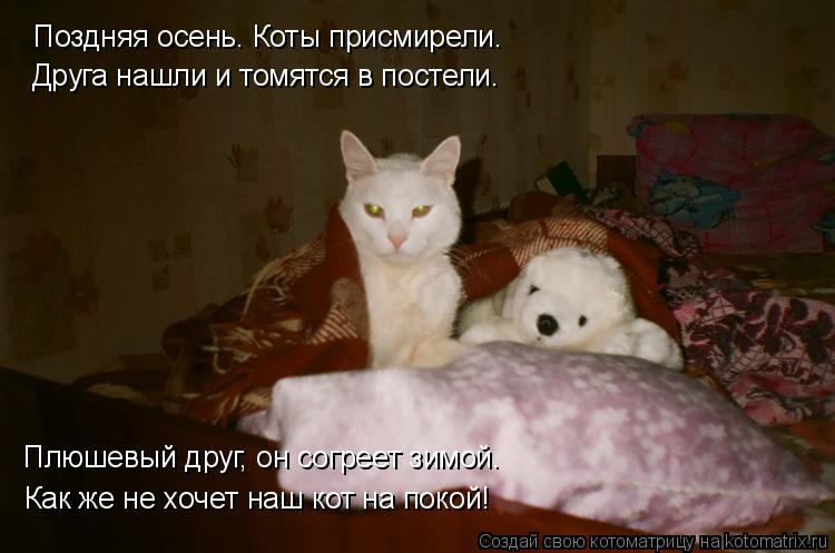 Котоматрица: Поздняя осень. Коты присмирели. Друга нашли и томятся в постели. Плюшевый друг, он согреет зимой. Как же не хочет наш кот на покой!