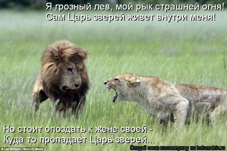 Я грозный лев, мой рык страшней огня! Сам Царь зверей живет внутри меня! Но стоит опоздать к жене сво... Котоматрица: Я грозный лев, мой рык страшней огня! Сам Царь зверей живет внутри меня! Но стоит опоздать к жене своей - Куда то пропадает Царь зверей...