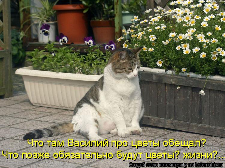 Что там Василий про цветы обещал? Что позже обязательно будут цветы? жизни?...... Котоматрица: Что там Василий про цветы обещал? Что позже обязательно будут цветы? жизни?...