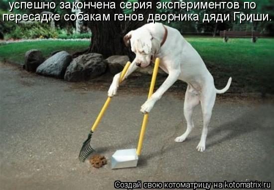 успешно закончена серия экспериментов по пересадке собакам генов дворника дяди Гриши.... Котоматрица: успешно закончена серия экспериментов по пересадке собакам генов дворника дяди Гриши.