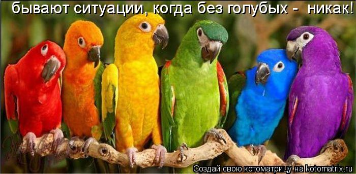бывают ситуации, когда без голубых - никак!... Котоматрица: бывают ситуации, когда без голубых - никак!