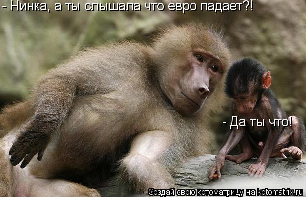 - Нинка, а ты слышала что евро падает?! - Да ты что!... Котоматрица: - Нинка, а ты слышала что евро падает?! - Да ты что!