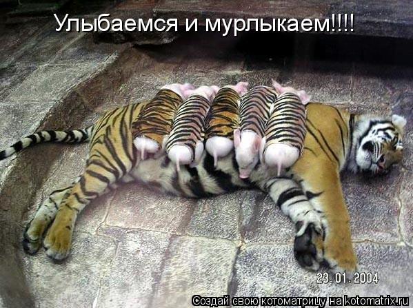 Улыбаемся и мурлыкаем!!!!... Котоматрица: Улыбаемся и мурлыкаем!!!!