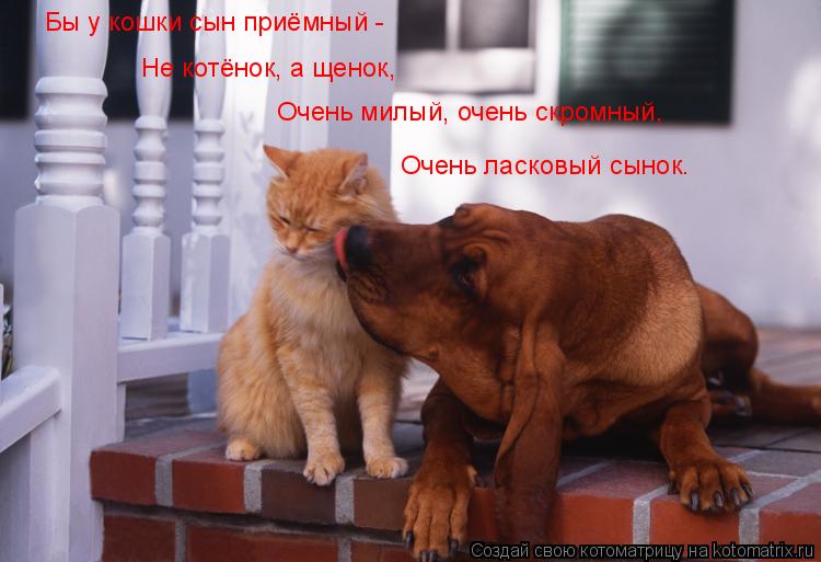 Бы у кошки сын приёмный - Не котёнок, а щенок, Очень милый, очень скромный, Очень ласковый сынок.... Котоматрица: Бы у кошки сын приёмный - Не котёнок, а щенок, Очень милый, очень скромный, Очень ласковый сынок.