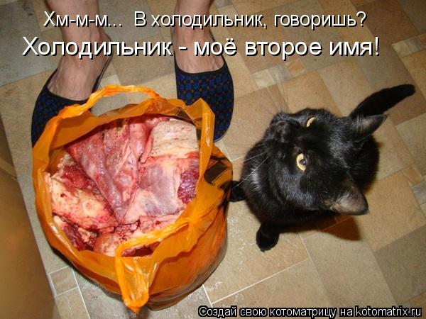 Хм-м-м... В холодильник, говоришь? Холодильник - моё второе имя!... Котоматрица: Хм-м-м... В холодильник, говоришь? Холодильник - моё второе имя!