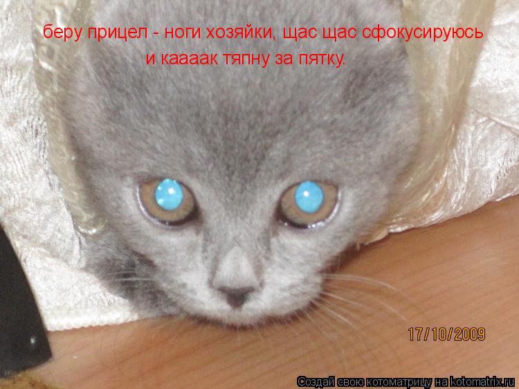 беру прицел - ноги хозяйки, щас щас сфокусируюсь и каааак тяпну за пятку.... Котоматрица: беру прицел - ноги хозяйки, щас щас сфокусируюсь и каааак тяпну за пятку.