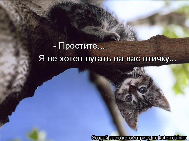 - Простите... Я не хотел пугать на вас птичку...... Котоматрица: - Простите... Я не хотел пугать на вас птичку...