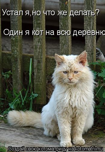 Котоматрица: Устал я,но что же делать? Один я кот на всю деревню