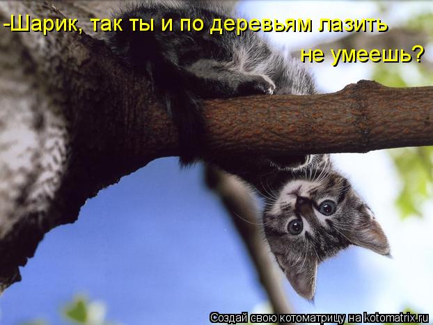 -Шарик, так ты и по деревьям лазить не умеешь?... Котоматрица: -Шарик, так ты и по деревьям лазить не умеешь?