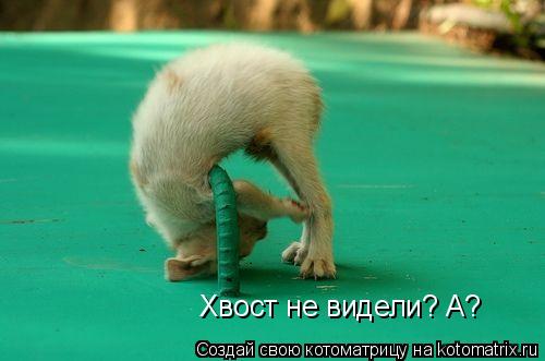 Хвост не видели? А?... Котоматрица: Хвост не видели? А?