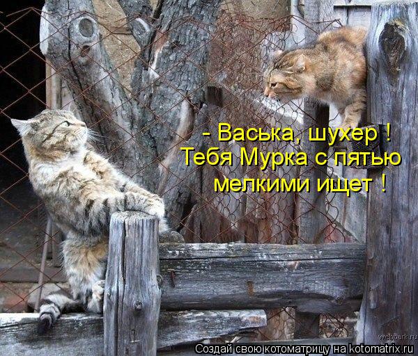- Васька, шухер ! Тебя Мурка с пятью мелкими ищет !... Котоматрица: - Васька, шухер ! Тебя Мурка с пятью мелкими ищет !