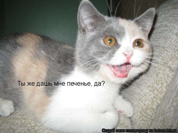 Ты же дашь мне печенье, да?... Котоматрица: Ты же дашь мне печенье, да?