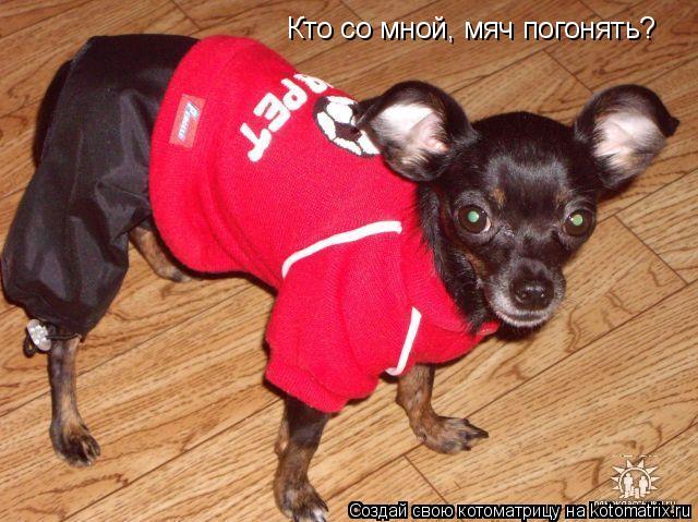 Кто со мной, мяч погонять?... Котоматрица: Кто со мной, мяч погонять?