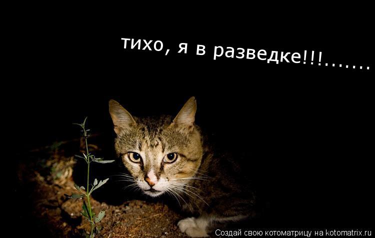 тихо, я в разведке!!!.......... Котоматрица: тихо, я в разведке!!!.......