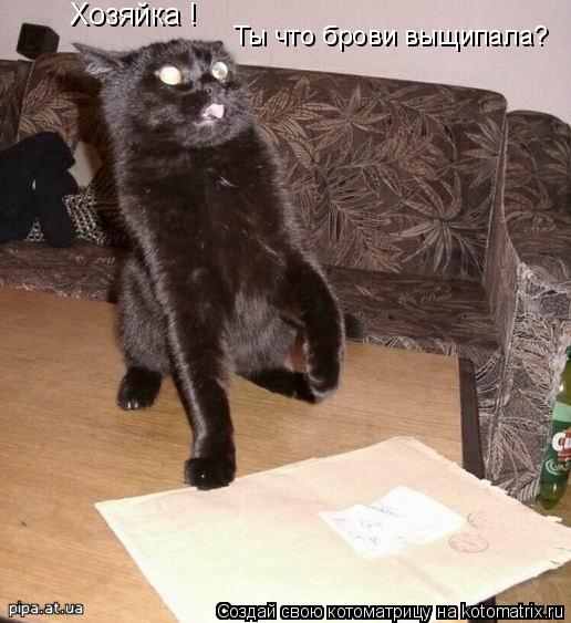 Хозяйка ! Ты что брови выщипала?... Котоматрица: Хозяйка ! Ты что брови выщипала?