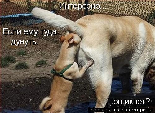 Интересно... Если ему туда дунуть... он икнет?... Котоматрица: Интересно... Если ему туда дунуть... он икнет?